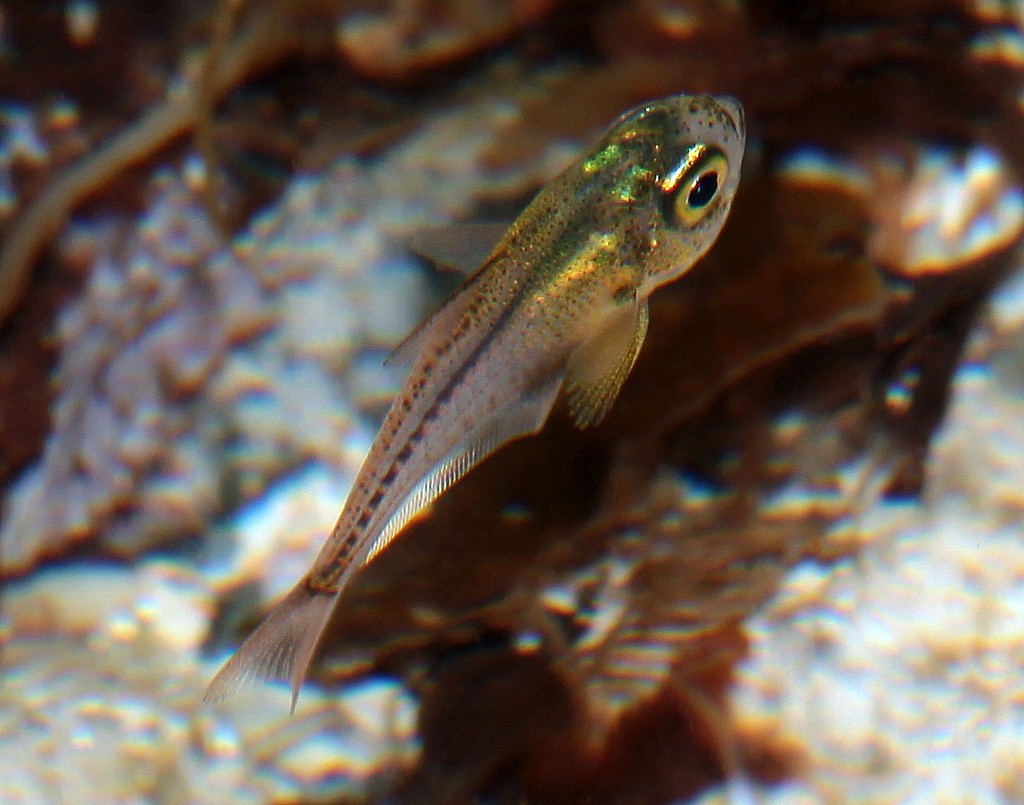 Pempheris oualensis Bronze sweeper Juvenile New Caledonia caudal fin slightly forked