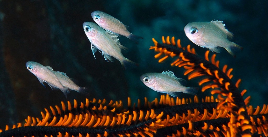 AZURINA LEPIDOLEPIS (BLEEKER, 1876)