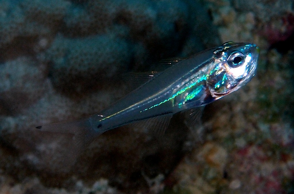 Rhabdamia gracilis Poisson cardinal lumineux Nouvelle-Calédonie