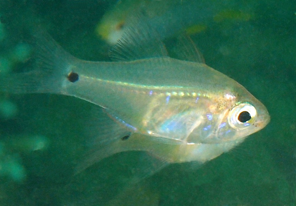 Zoramia viridiventer Apogon à ventre vert Nouvelle-Calédonie