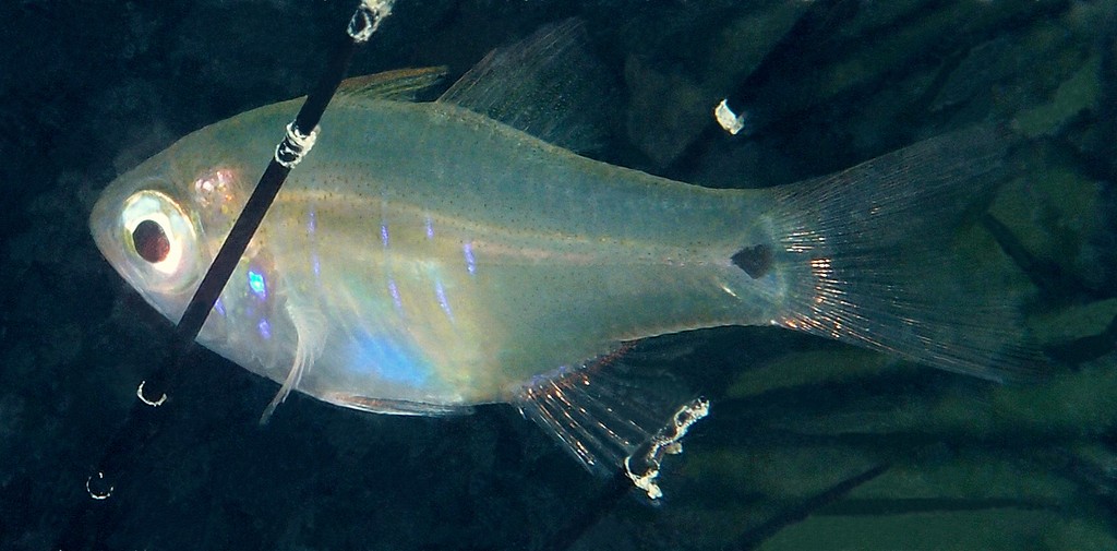 Zoramia viridiventer Green belly apogon New Caledonia ndividuals with or without black tips on the caudal lobes