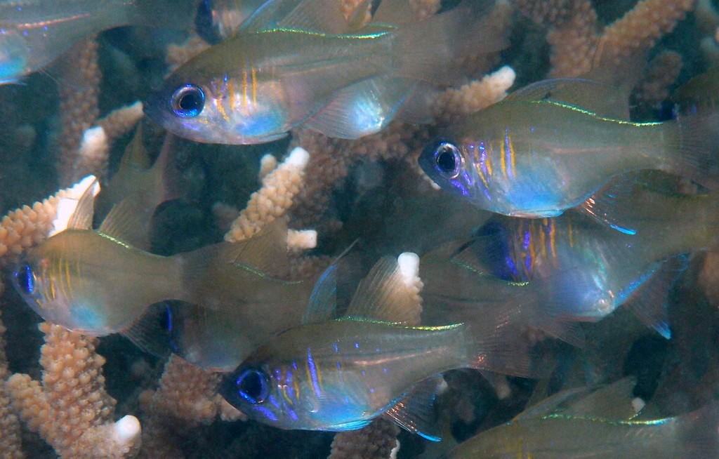 Zoramia leptacantha Apogon à dorsale filamenteuse Nouvelle-Calédonie rayures bleues longue dorsale