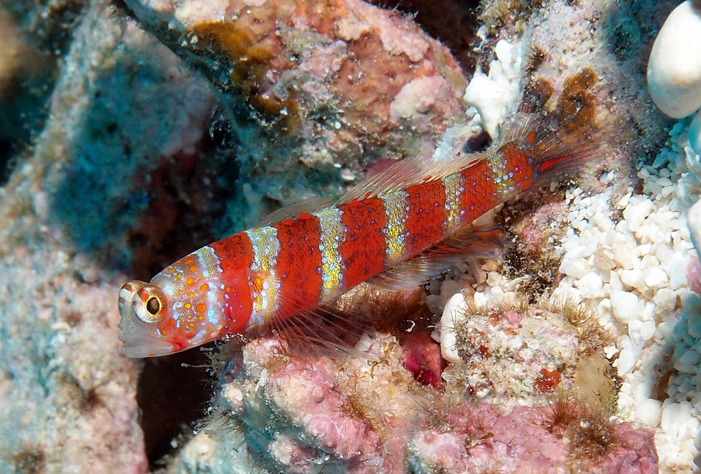 Amblyeleotris wheeleri gobie symbiotique splendide Nouvelle-Calédonie poisson des sables