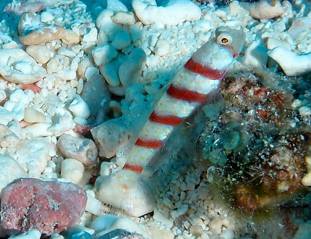 Amblyeleotris fasciata Red-banded prawn-goby New Caledonia pale yellow with five broad transverse bands of dark reddish purple