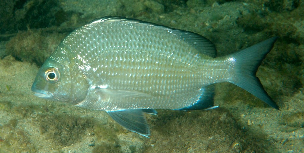 Acanthopagrus akazakii New Caledonian seabream Sparidae Family
