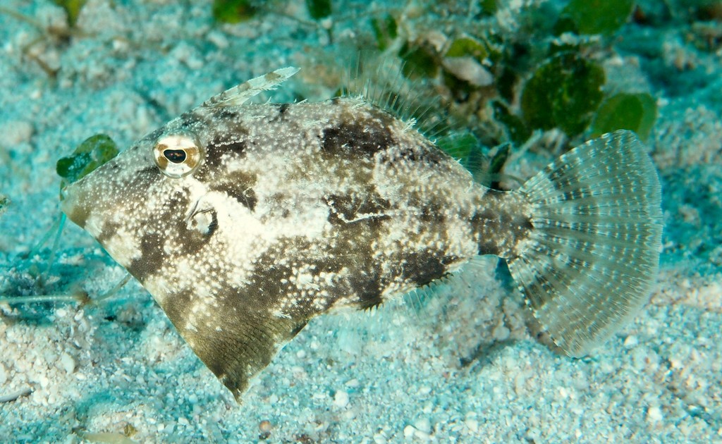 Paramonacanthus choirocephalus White-blotched filefish New Caledonia straight to concave in female and juvenile