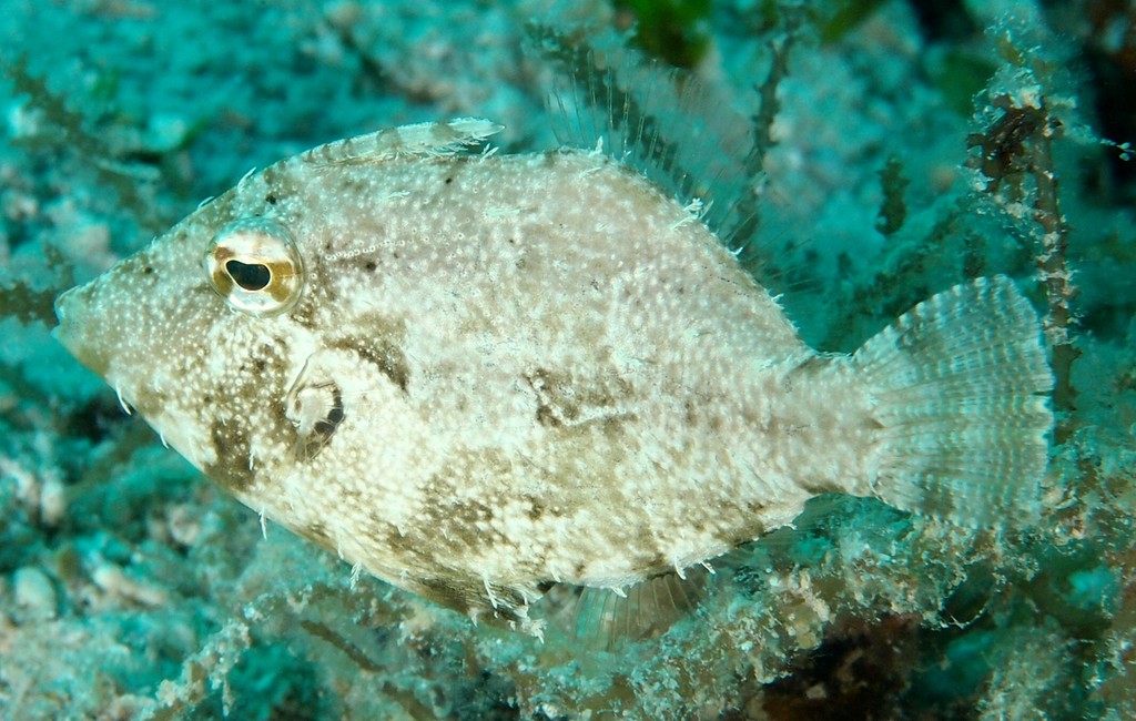 Paramonacanthus choirocephalus Pig faced leather jacket New Caledonia dark brown to dusky blotches