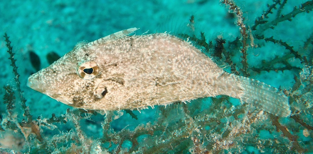 Paramonacanthus choirocephalus Sima-Nagahagi New Caledonia Monacanthidae Family