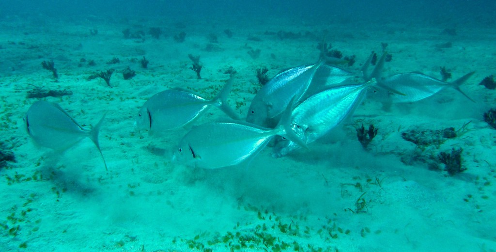Pseudocaranx dentex Carangue dentue Nouvelle-Calédonie