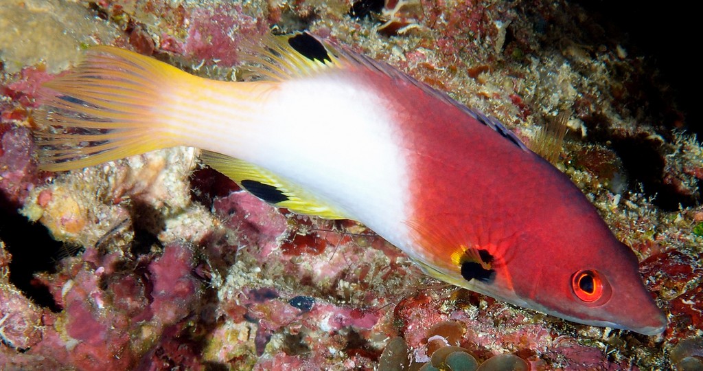 BODIANUS AXILLARIS 1832)
