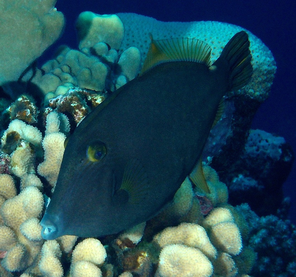 Cantherhines pardalis Poisson-lime panthère Nouvelle-Calédonie corps gris clair avec des taches polygonales brunes