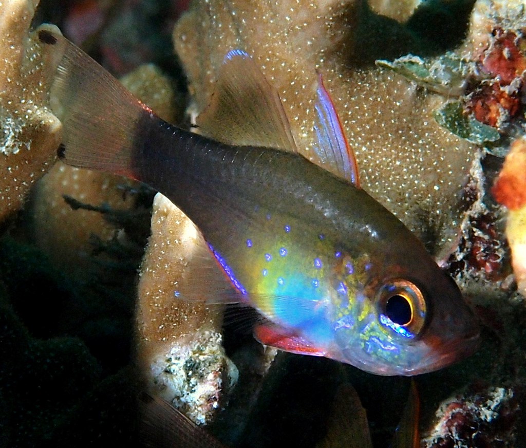 Zoramia flebila New Caledonia lagoon fish inventory
