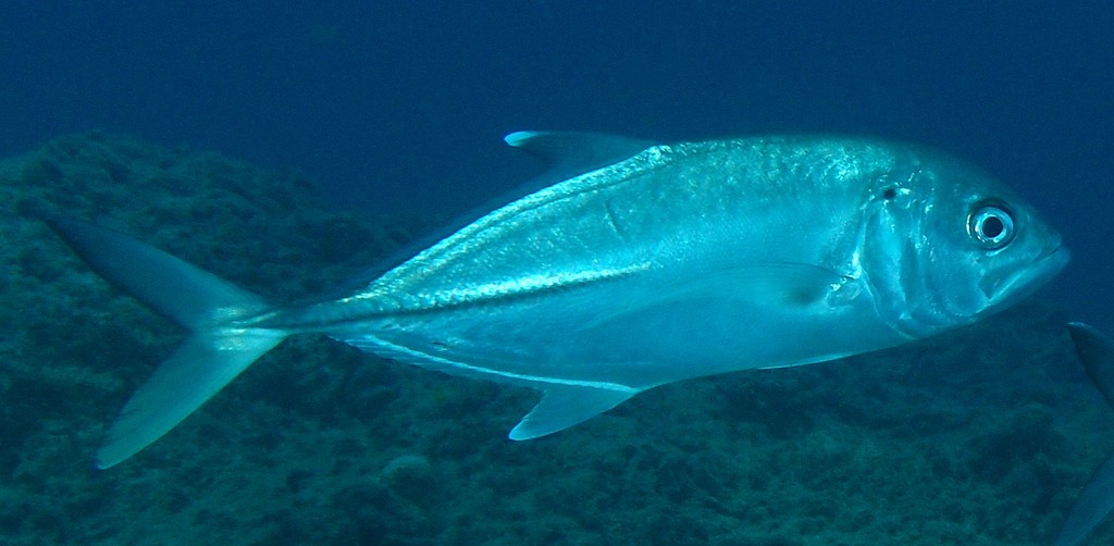 Caranx sexfasciatus Carangue vorace Nouvelle-Calédonie