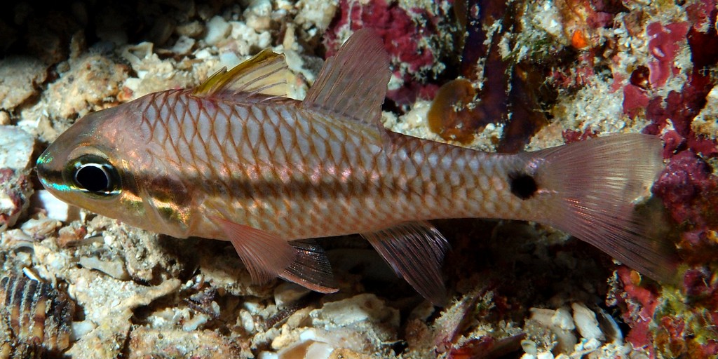 Pristiapogon kallopterus Apogon irisé Nouvelle-Calédonie