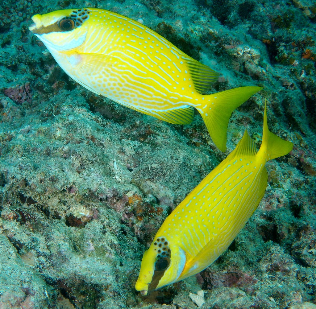 Siganus puellus picot jaune à lignes bleues Nouvelle-Calédonie lignes interrompues bleu pâle