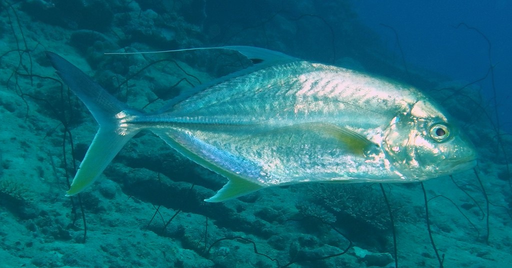 Carangichthys oblongus Carangue oblongue Nouvelle-Calédonie