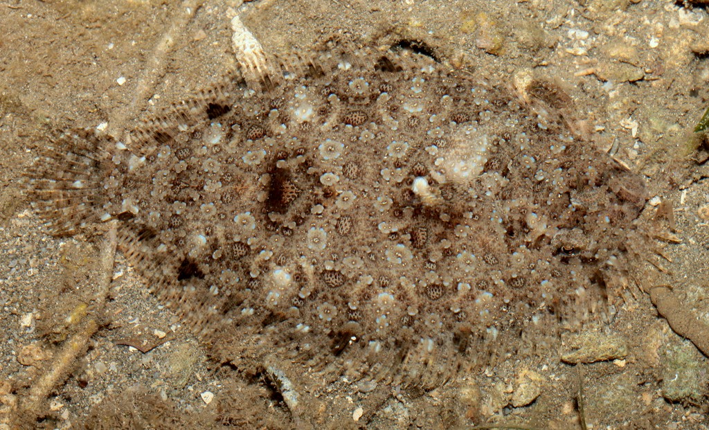 Bothus pantherinus Turbot-léopard Nouvelle-Calé​donie Poisson plat couleur sable taches en forme d’anneau