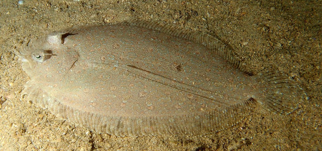 Bothus pantherinus Togedarumagarei トゲダルマガレイ ニューカレドニア