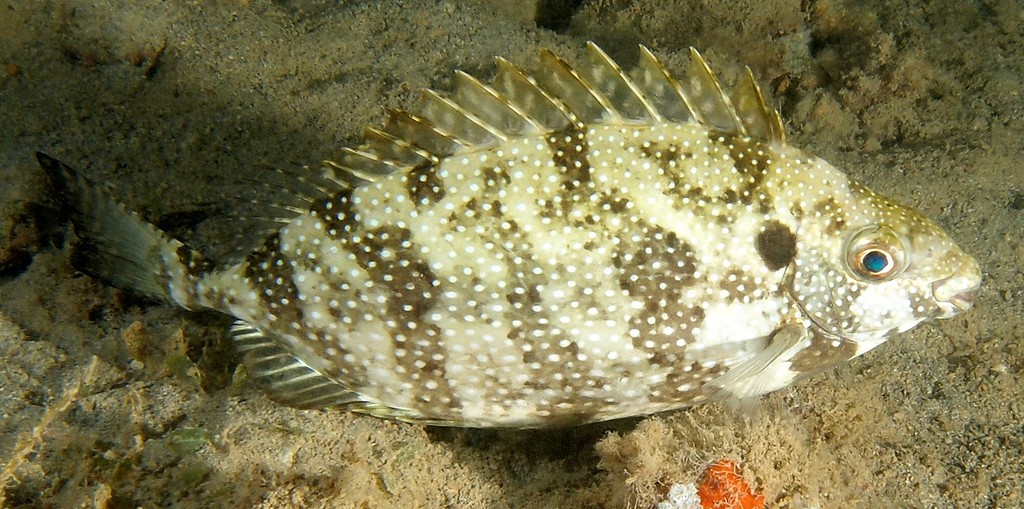 Siganus canaliculatus Shimofuri-aigo シモフリアイゴ ニューカレドニア