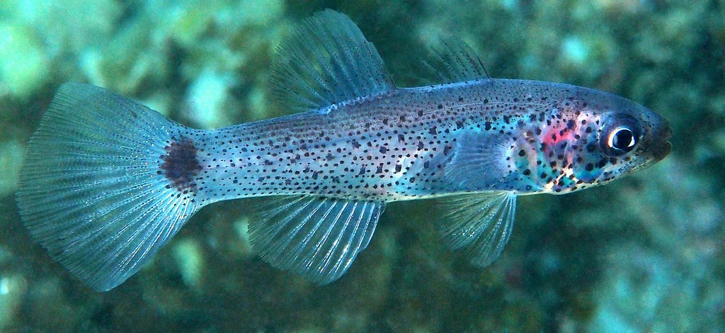 Pseudamia gelatinosa Cardinal gélatineux Nouvelle-Calédonie plongée de nuit Ilot Larégnère