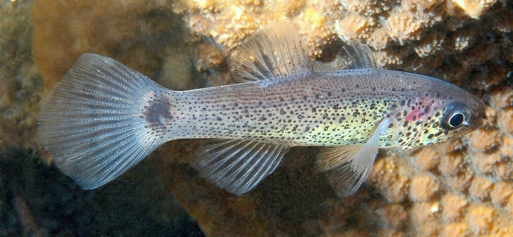 Pseudamia gelatinosa Jelly cardinal New Caledonia darkly pigmented membranous flap