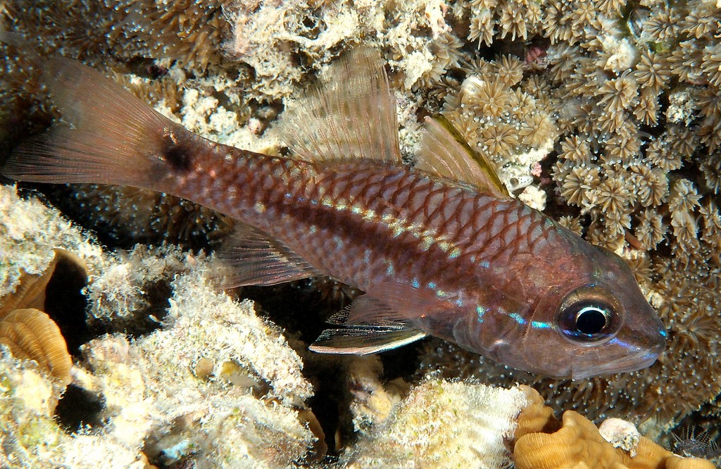 Pristiapogon kallopterus poisson cardinal à dorsale jaune Nouvelle-Calédonie