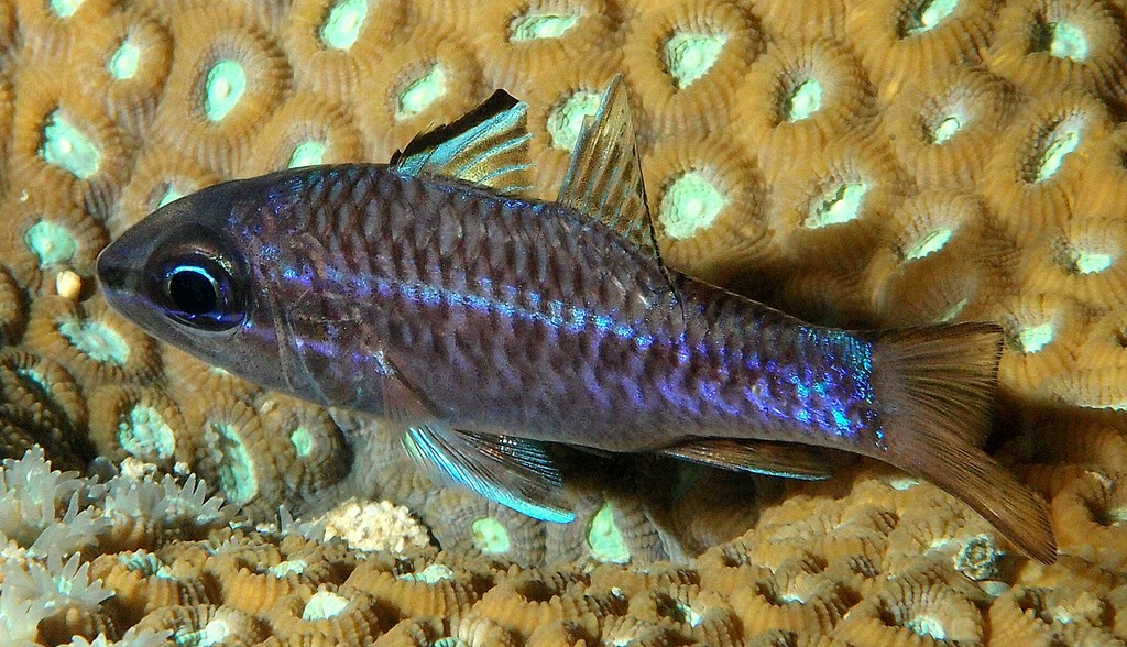 Pristiapogon kallopterus Iridescent cardinalfish New Caledonia clear water lagoon patch reefs