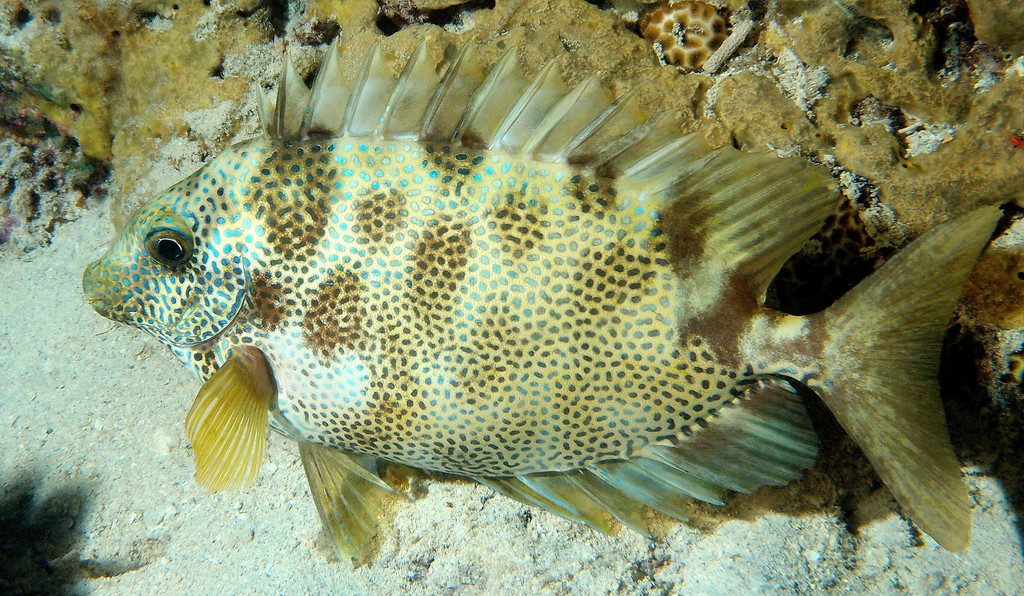 Siganus corallinus Sangoaigo サンゴアイゴ ニューカレドニア 夜の写真