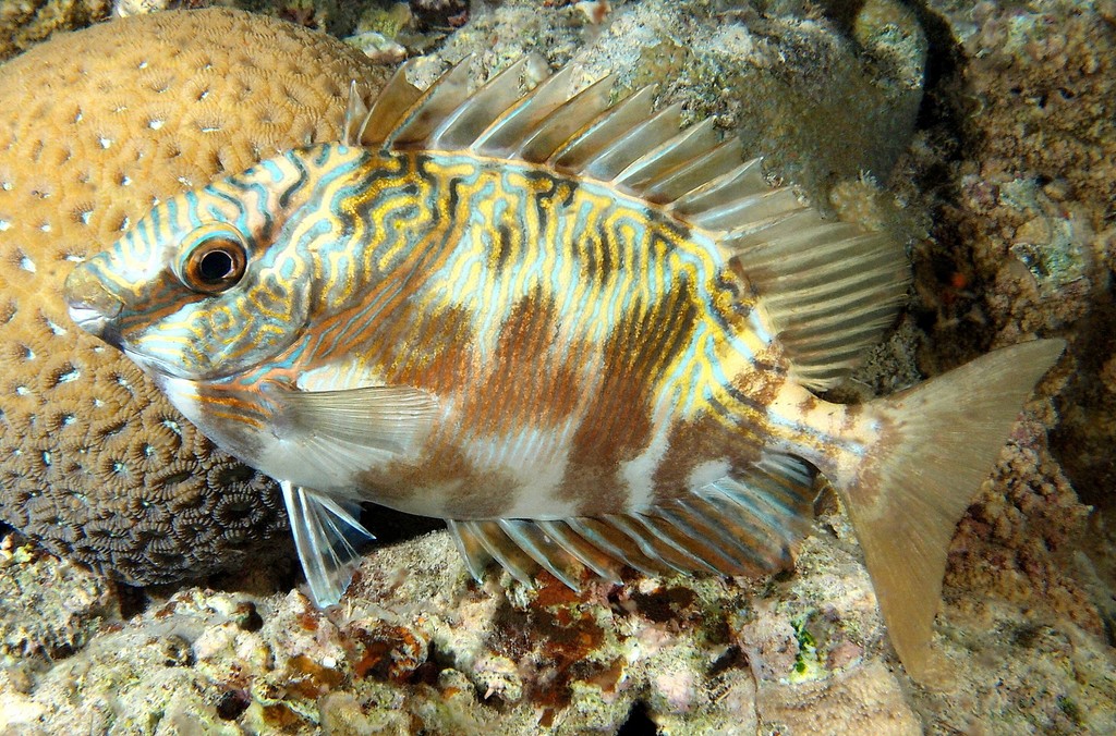 Siganus doliatus Barred rabbitfish New Caledonia night diving photography
