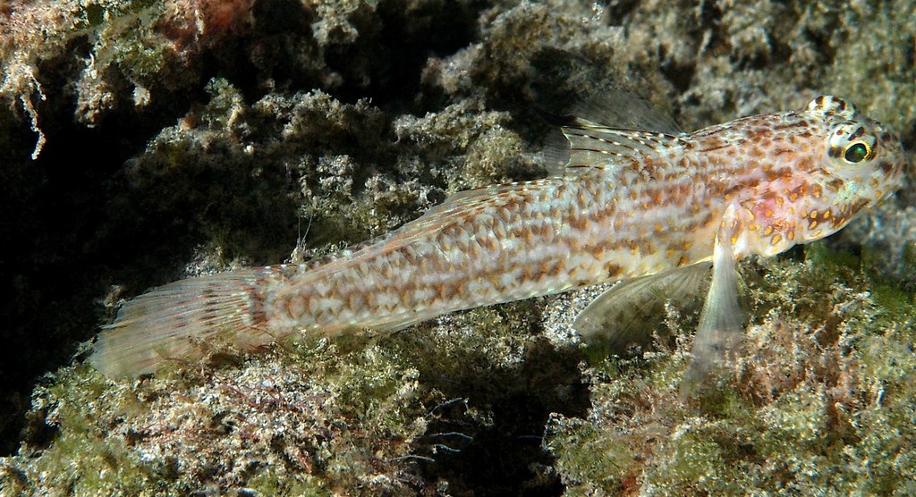 ANCISTROGOBIUS YOSHIGOUI - (SHIBUKAWA, YOSHINO & ALLEN, 2010)