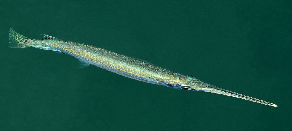 Zenarchopterus dispar