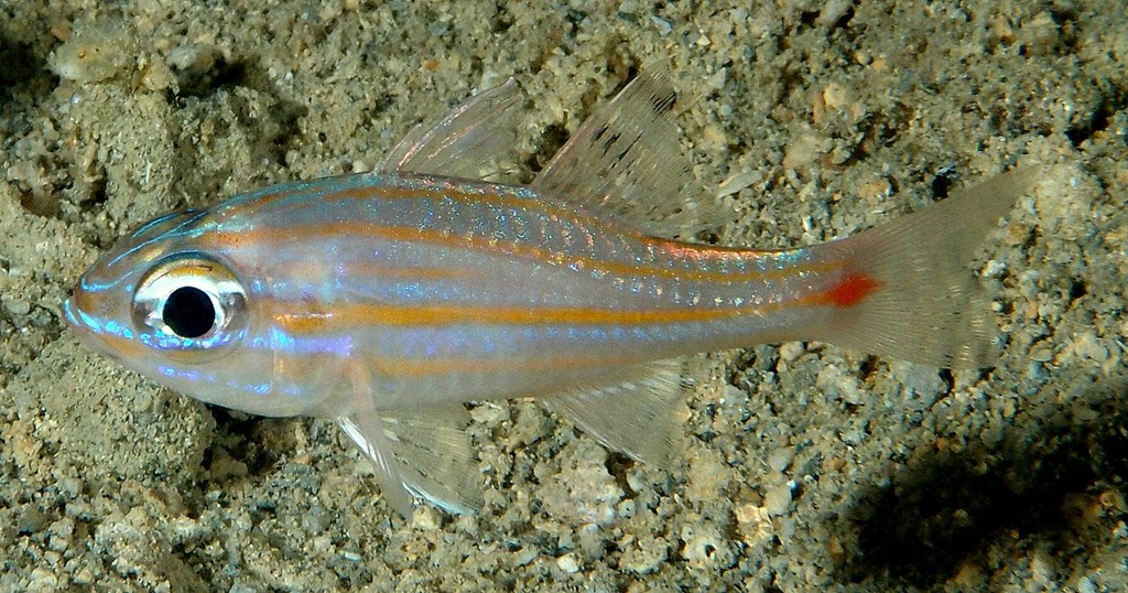 Ostorhinchus rubrimacula Redspot cardinalfish New Caledonia red spot at base of caudal fin