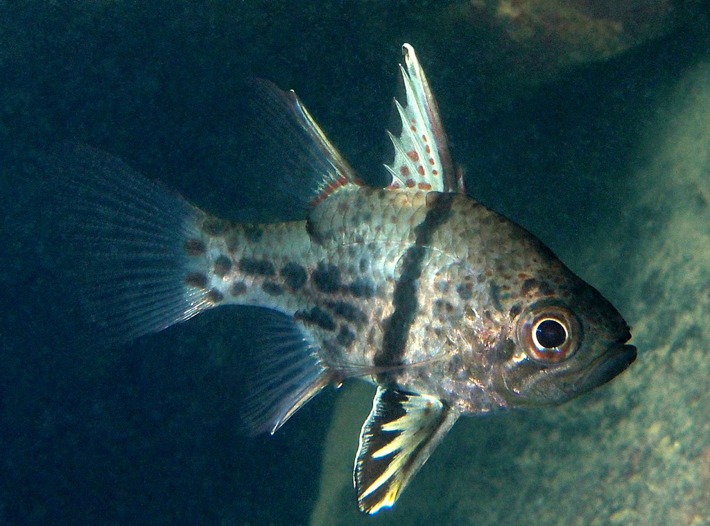 Sphaeramia orbicularis Orbiculate cardinalfish New Caledonia
