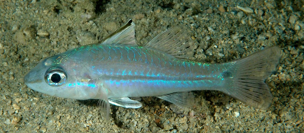 Pristiapogon exostigma Apogon à bride fine Nouvelle-Calédonie corps clair avec reflets roses