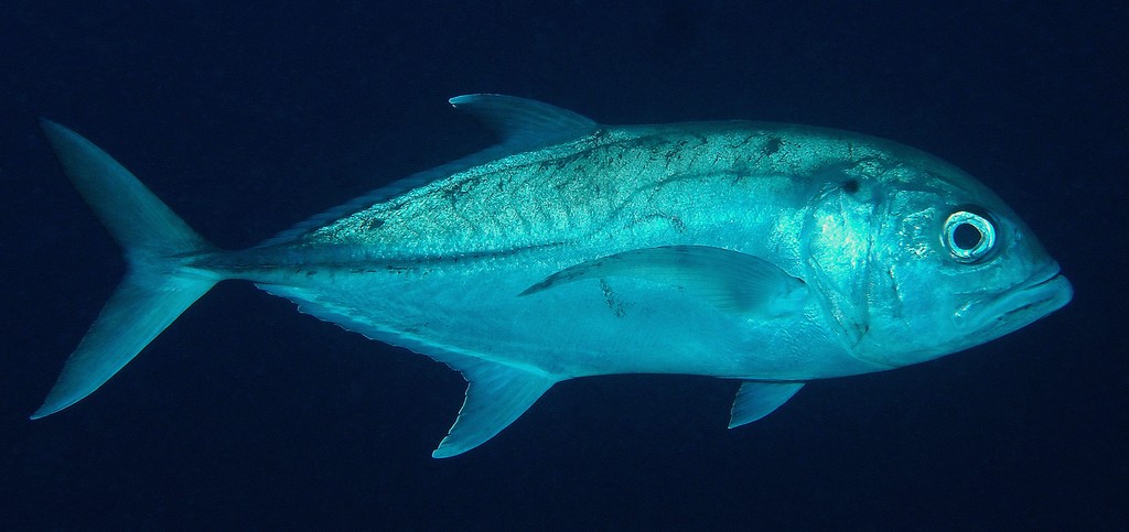 Caranx sexfasciatus Bigeye trevally New Caledonia fish