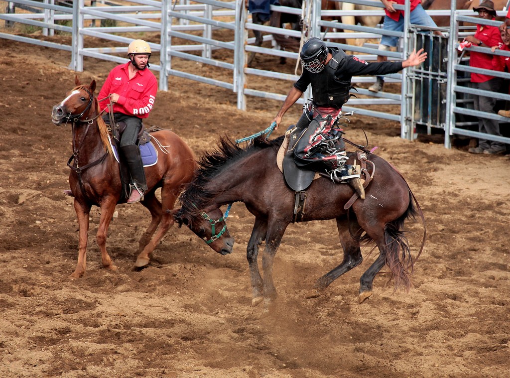 Cheval rodéo Stockmen Fête de Boulouparis Nouvelle-Calédonie