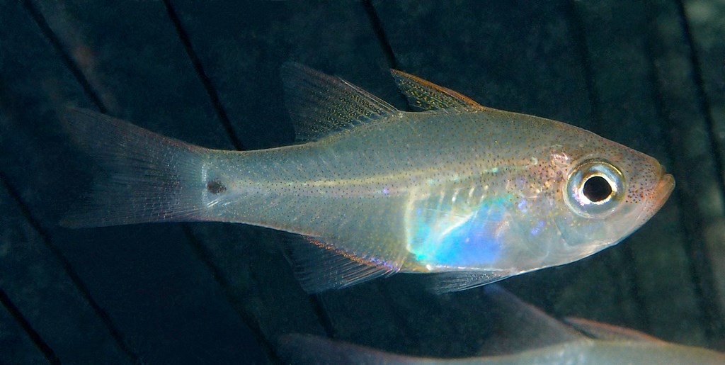 Zoramia viridiventer New Caledonia fish Apogonidae