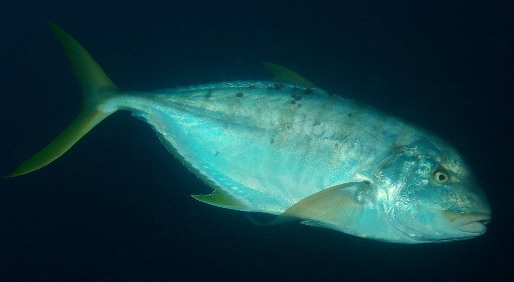 Gnathanodon speciosus Carangue pilote Nouvelle-Calédonie poisson du récif extérieur