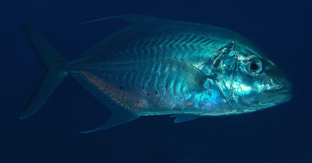Platycaranx chrysophrys Carangue inox Nouvelle-Calédonie tache noire sur l'angle supérieur de l'opercule