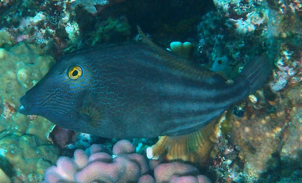 Cantherhines pardalis Wire-netting filefish New Caledonia small white spot at the rear base of the second dorsal fin