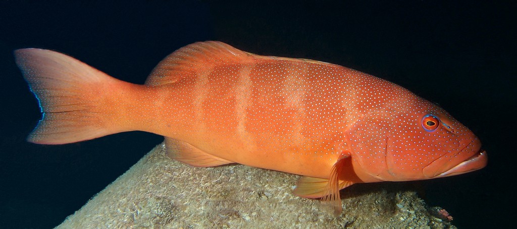 Plectropomus leopardus Leopard coral trout red color New Caledonia coral-rich areas of lagoon reefs and mid-shelf reefs