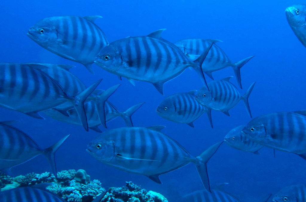 Ferdauia ferdau Banded trevally New Caledonia