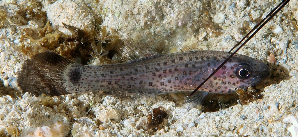 Pseudamia gelatinosa Cardinal gélatineux juvénile Nouvelle-Calédonie poisson nocturne