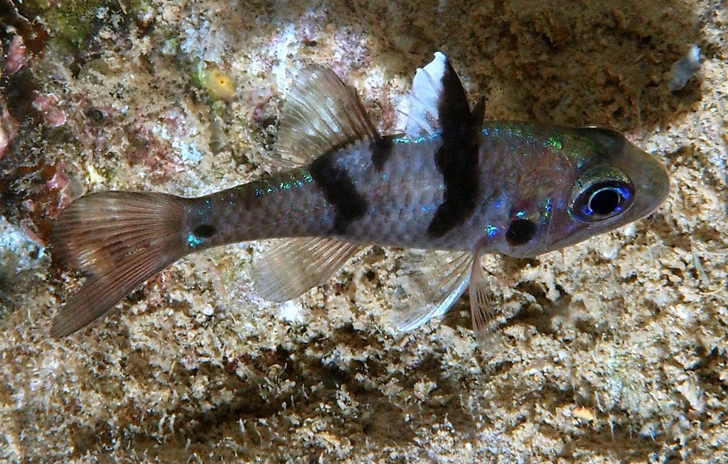 Pristicon trimaculatus Cardinal à trois points Nouvelle-Calédonie poisson nocturne