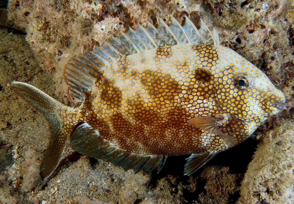 Siganus punctatus 金点篮子鱼 新喀里多尼亞