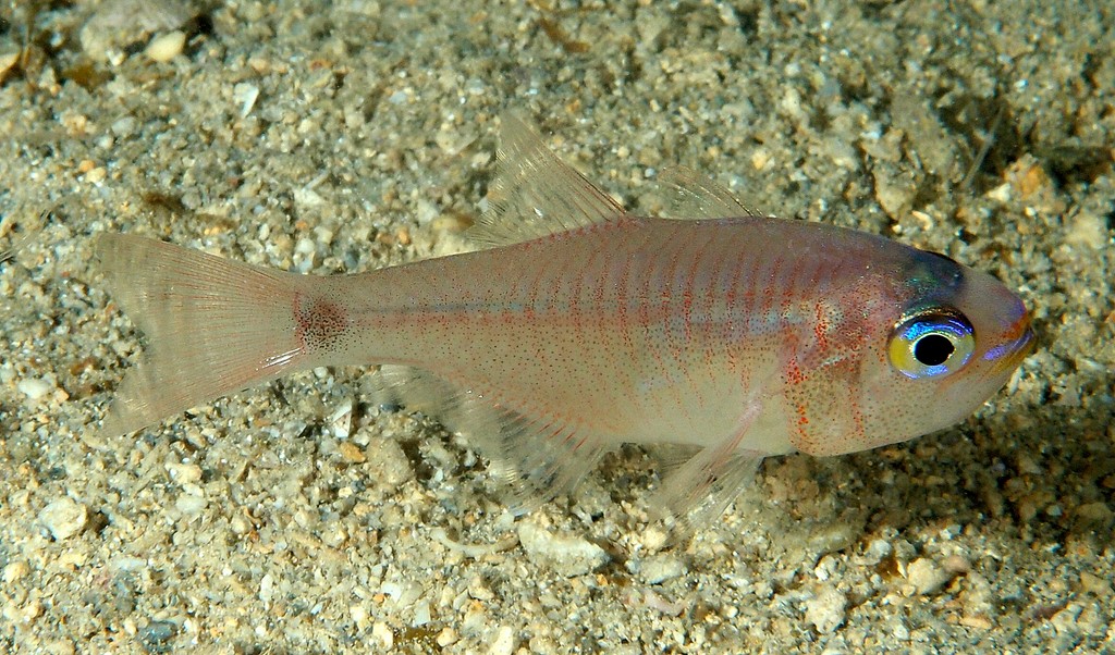 Taeniamia fucata Orangelined cardinalfish New Caledonia fish lagoon reef