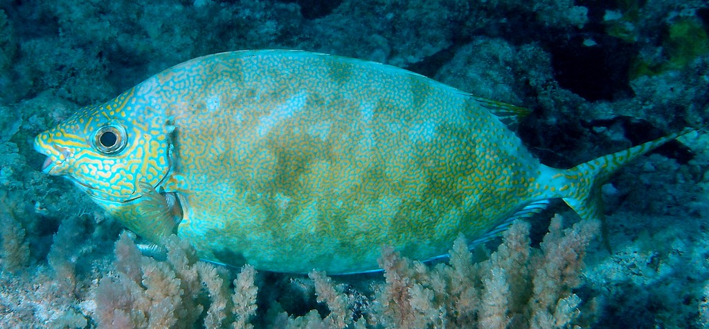 Siganus woodlandi Sedakahanaaigo セダカハナアイゴ ニューカレドニア