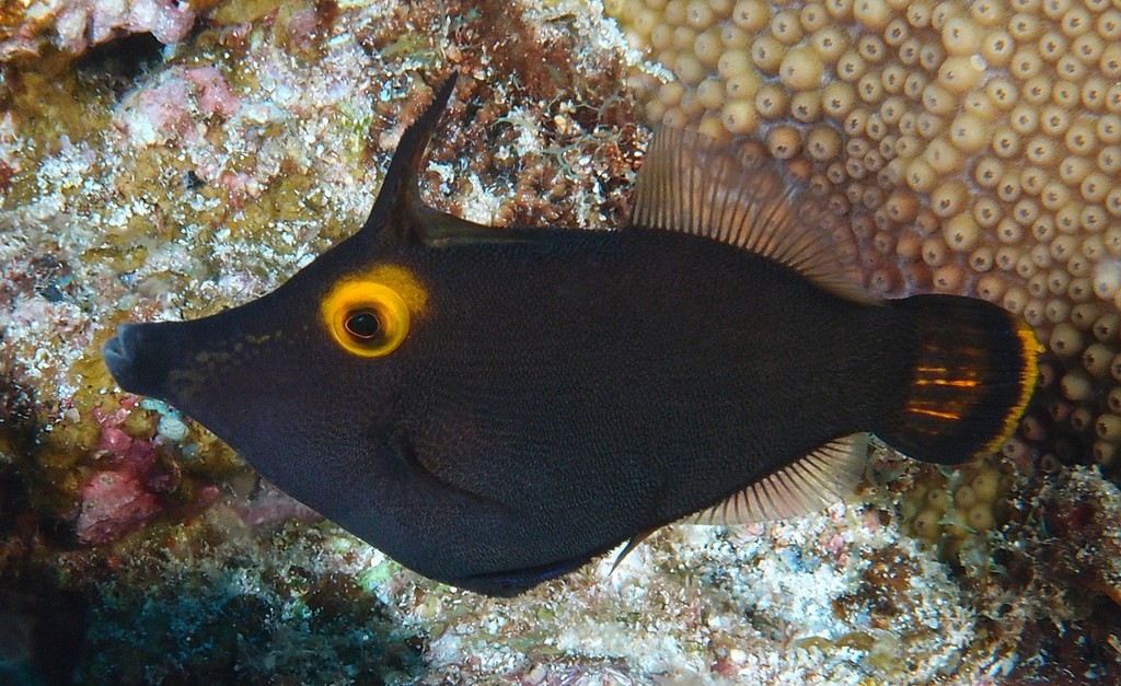 Pervagor alternans Poisson-lime à oeil jaune Nouvelle-Calédonie Poisson rare du lagon calédonien