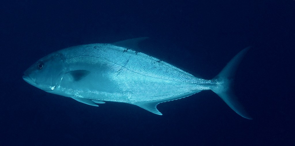 Seriola rivoliana Deep-water amberjack New Caledonia dusky stripe through the eye to the spinous dorsal fin