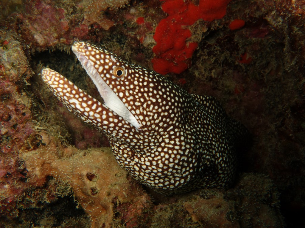 Gymnothorax meleagris Murène perlée ponctuée pintade mouchetée voie lactée turkey moray whitemouth moray guineafowl Weißmaul Muräne Murena bocca bianca Morena boca blanca Parel murene